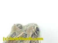 /home//u458753944/public_html/sourcegallery//Roxborough Toad Detour/2013-2019/2017/P3270674.JPG